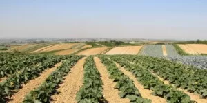 225 €/ha dopłaty dla małych gospodarstw czy jednak płatności bezpośrednie?