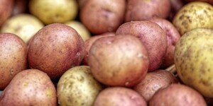 Dopłaty do uprawy ziemniaków. Sprawdź, jak uzyskać dodatkowe 1411 zł?