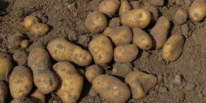 Ile kosztuje 1 kg ziemniaków? Zawirowania na rynku