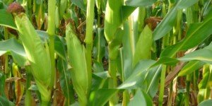Czy UE otworzy szerzej drzwi dla uprawy roślin GMO?