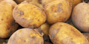 Jaki był tegoroczny sezon na młode ziemniaki w Polsce?