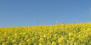 Ekoschemat w&nbsp;uprawie rzepaku. Będzie płatność za zaprawę