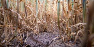 Susza 2023: ułatwienia dla rolników w&nbsp;szacowaniu strat