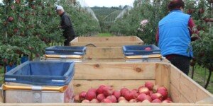 WAPA: prognozowane zbiory jabłek w&nbsp;UE 2023