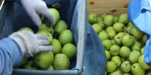 Zbiory owoców z drzew 2023 A. Łukawska