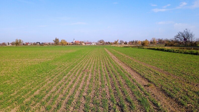 Kompleksowe zwalczanie chwastów w zbożach jesienią