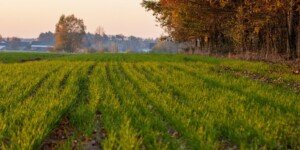 Jesienna ochrona herbicydowa zbóż – konieczna, skuteczna i&nbsp;ekonomiczna