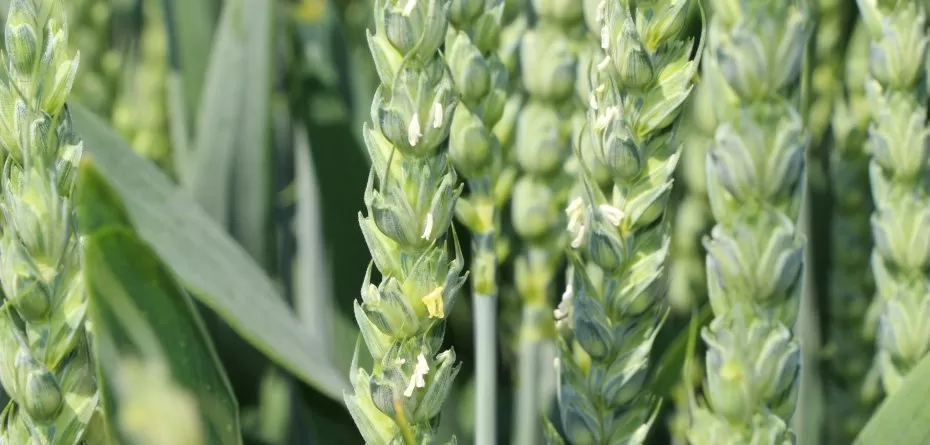 Sezon siewny 2023 — rolnicy wybierają kwalifikat pszenicy ozimej