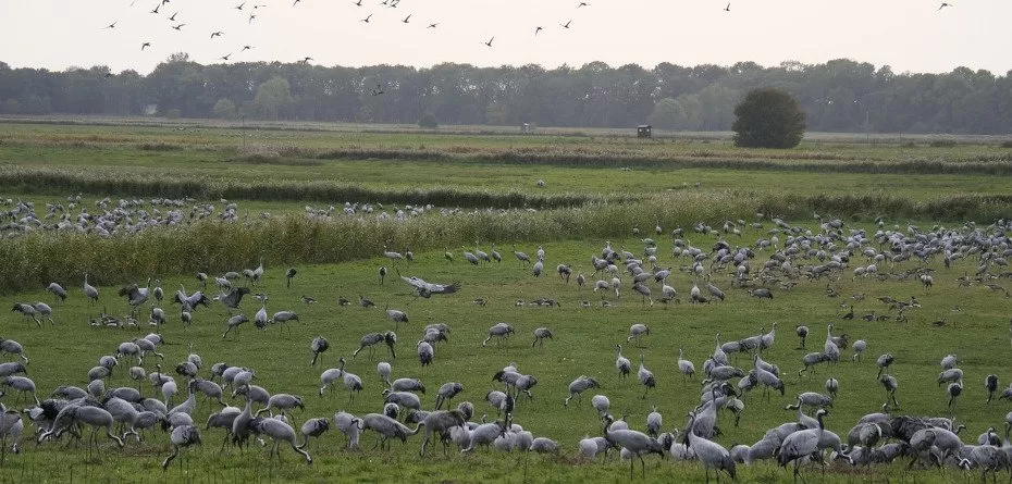 Szkody wyrządzane przez ptaki - żurawie - dzikie ptaki - cranes