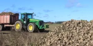Zbiór buraków 2023 kampania cukrowa idzie na rekord