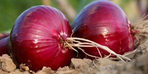 Reakcja rolników na ukraińskie embargo na polskie produkty
