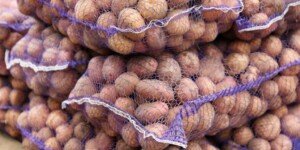 Ceny polskich ziemniaków nadal rekordowe. Co dalej?