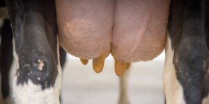 Krytyczna sytuacja na rynku mleka 2023. Tak źle jeszcze nie było!