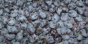 Ceny śliwek 2023 pod koniec kampanii surowcowej