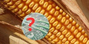 Dopłata do zboża wciąż możliwa. Złóż wniosek ponownie!