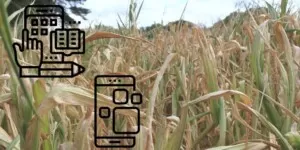 Wnioski o&nbsp;szacowanie suszy 2023. Więcej czasu na ich złożenie