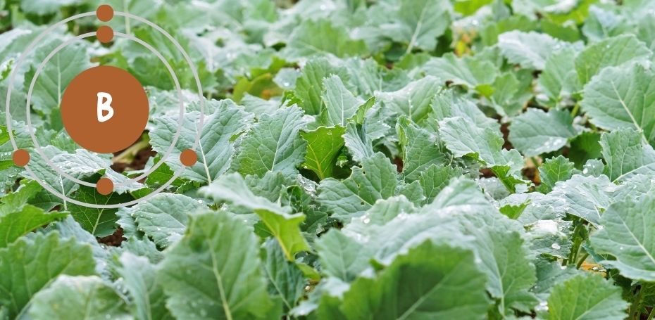 Bor w rzepaku istotny jesienią. Kiedy go stosować i ile?