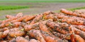 Aktualne ceny marchwi w&nbsp;październiku 2023