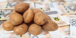 Ile kosztują ziemniaki i kto w tym sezonie najwięcej zarobi?