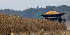 trwa skup kukurydzy mokrej jakie stawki
