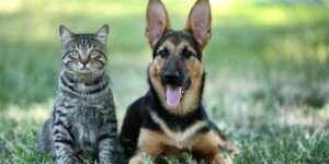 Dopłaty na psa i&nbsp;kota? Zobacz, jak zdobyć dodatkowe pieniądze