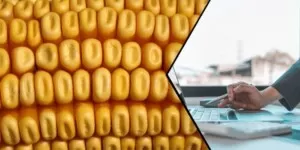 Na kontach pieniądze za niezapłaconą kukurydzę. Czy już dostałeś?