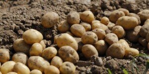 Po ile ziemniaki w październiku 2023?