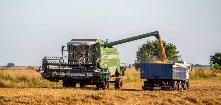 USDA zrewidowało szacunki zbiorów. Jakie są dziś ceny pszenicy?
