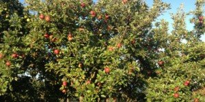 Nauka przywraca stare odmiany jabłoni