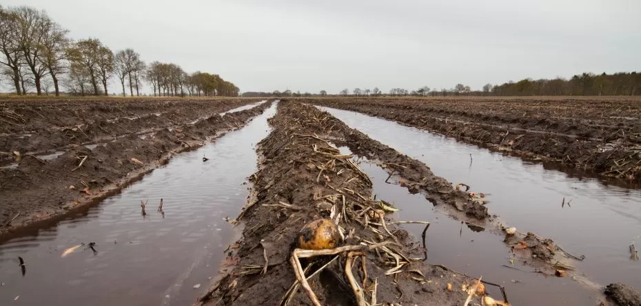 Czy ulewy i powodzie w Europie Zachodniej wpłyną na ceny warzyw 2024?