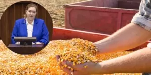 Czy nowe dopłaty do kukurydzy satysfakcjonują rolników?