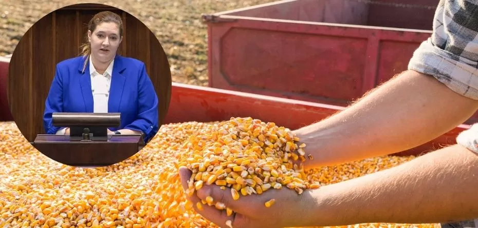 Czy nowe dopłaty do kukurydzy satysfakcjonują rolników?