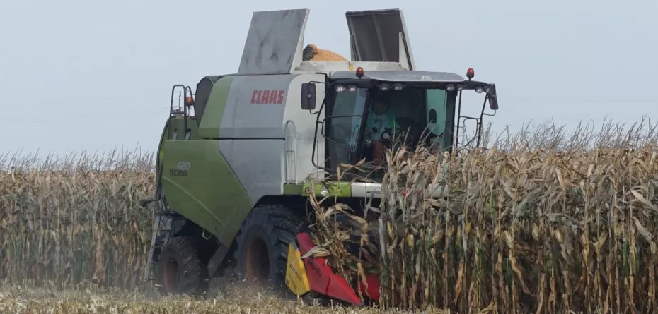 Ceny kukurydzy suchej — listopad 2023