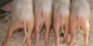 Zachowanie świń – obserwacja i&nbsp;analiza