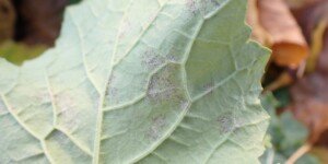 Mączniak rzekomy — objawy podstępnej choroby rzepaku jesienią 2023