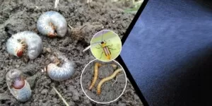 Ponownie można stosować chloropiryfos, ale…