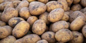 Jakie są najnowsze ceny ziemniaków?