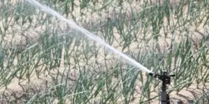 UE dopuszcza oczyszczone ścieki do nawadniania upraw