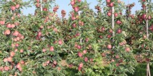 OECD: Źle wydane pieniądze na rolnictwo