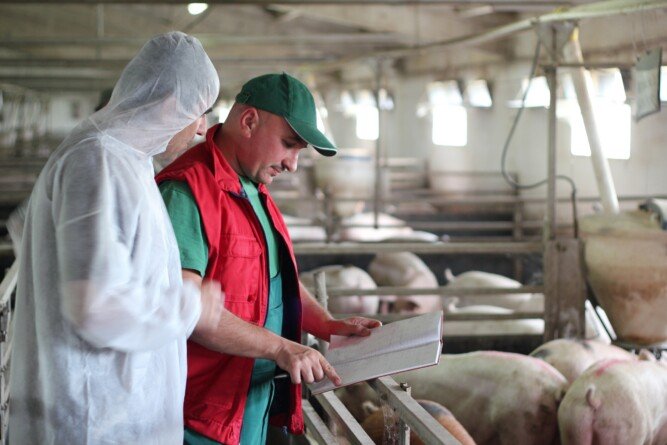eubiotyki w produkcji świń