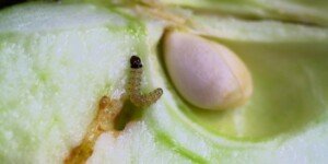 Zagrożenie sadów ze strony owocówki jabłkóweczki rośnie