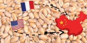 Chiny skupują pszenicę francuską i&nbsp;amerykańską