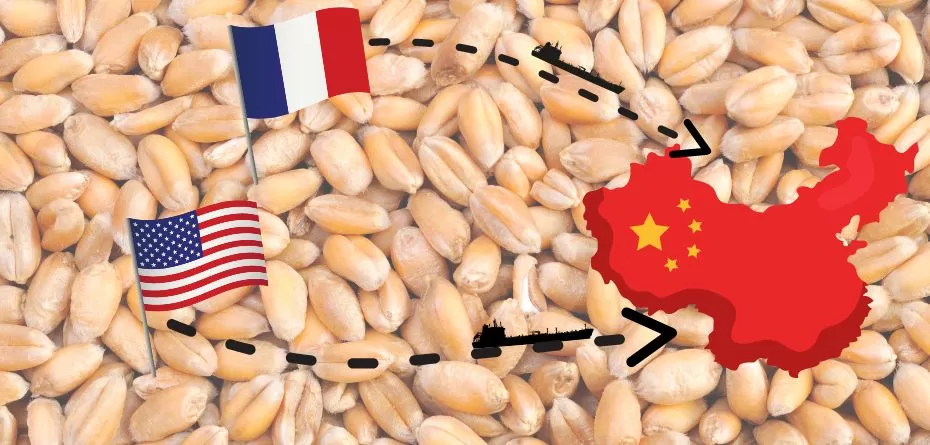 Chiny skupują pszenicę francuską i amerykańską