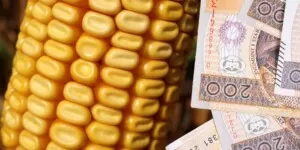 Dopłaty do kukurydzy 2023. Ile pieniędzy na kontach rolników?