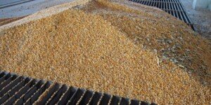 Wiemy dlaczego ARiMR dopłaty do zboża 2023 i&nbsp;rzepaku wstrzymuje