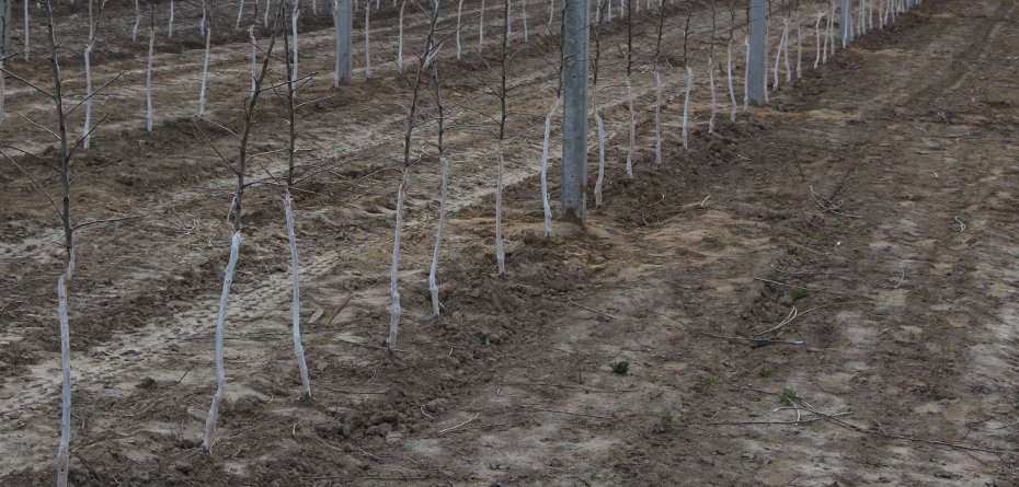 Nowe podkładki jabłoni