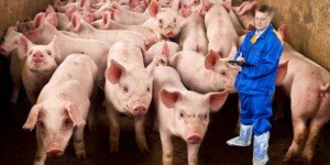 Spis świń w&nbsp;gospodarstwie 2023. Zostało mało czasu