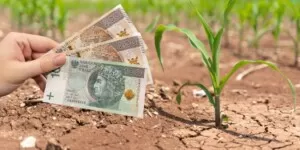 Wsparcie za szkody rolnicze 2023. Mało czasu na złożenie wniosku