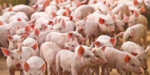 Spis stada świń obowiązkowy. Kiedy mija termin?