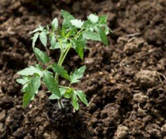 Produkcja rozsady pomidora pochłania czas, wymaga nakładów finansowych i&nbsp;obarczona jest pewnym ryzykiem.